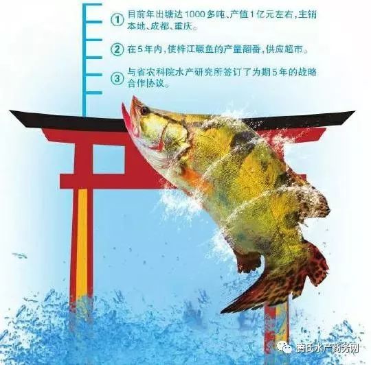 桂鱼市场走势揭秘，今日最新消息、生态状况与未来展望