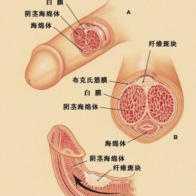 全球生殖器多样性及文化差异深度探讨，生殖器排名揭示的奥秘