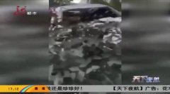 栖鸟于泉