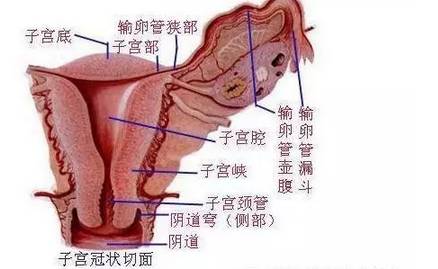 口若悬河