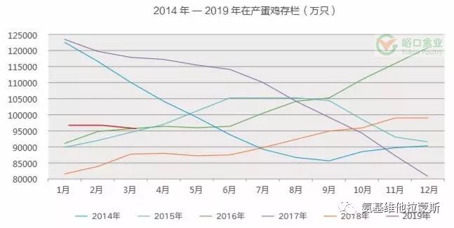蛋鸡行情今日更新，最新分析与趋势预测