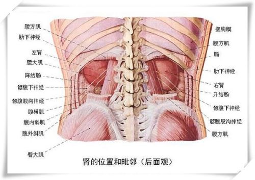 突发右侧肾区疼痛，右肾位置突然剧痛 
