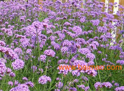 北京宿根柳叶马鞭草行情深度解析